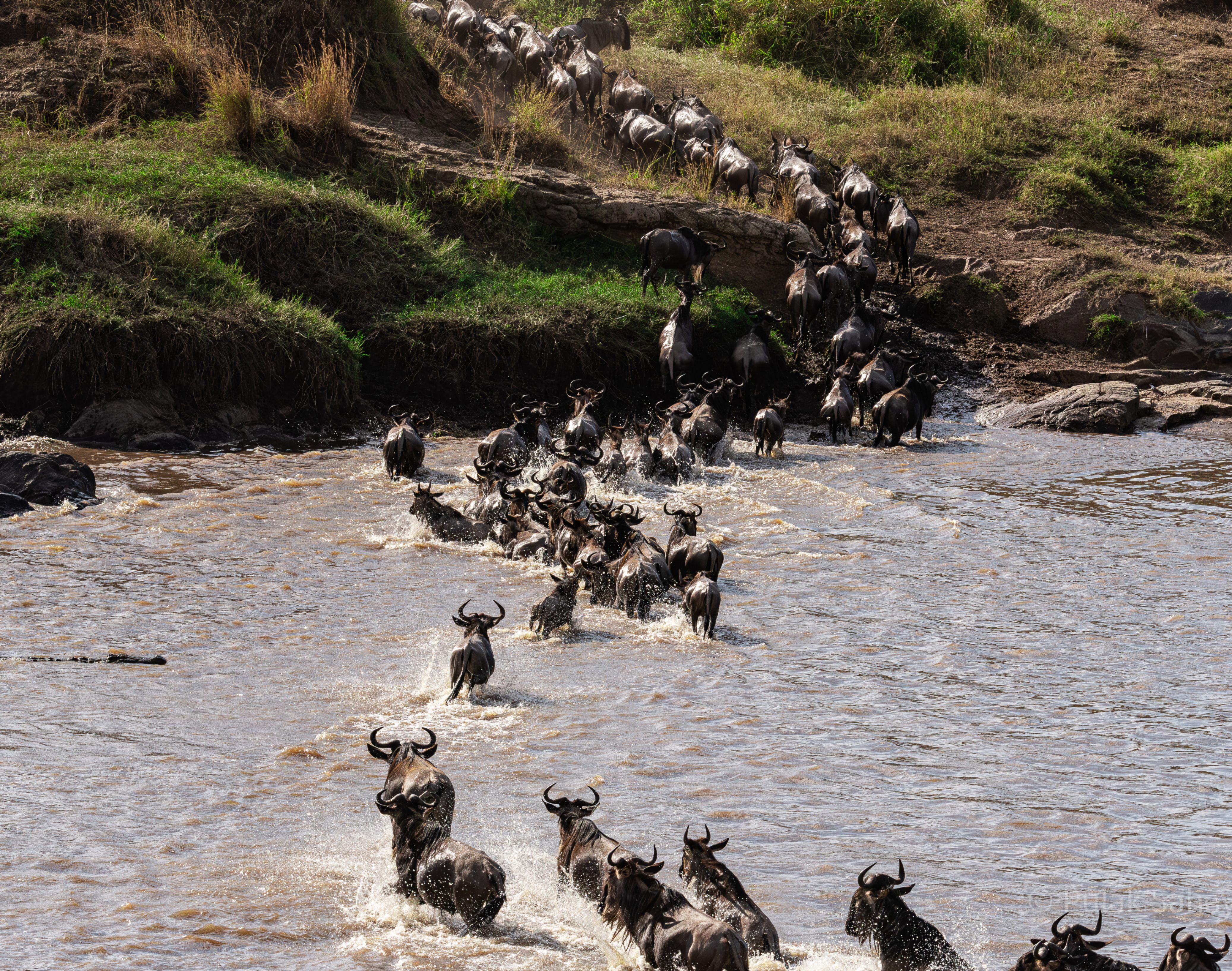 Crocodile in wait for wildebeest